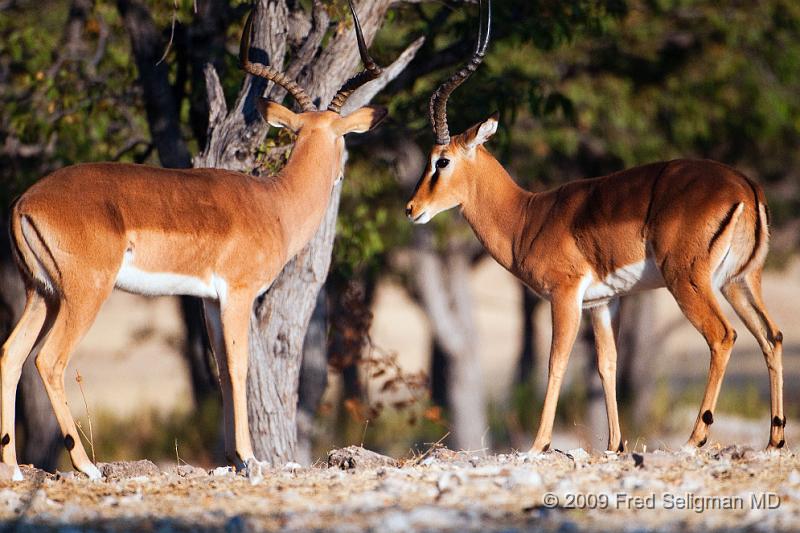 20090610_082700 D300 X1.jpg - Springbok (Gazelle)